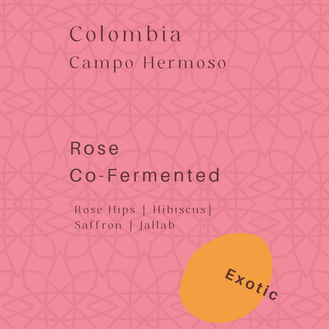 Colombia - Campo Hermoso - Rose